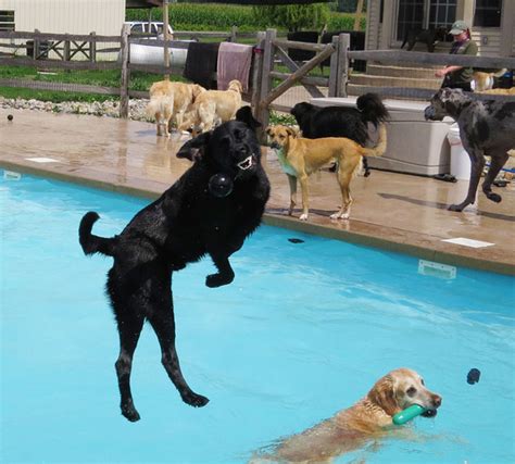 Dog Pool Party Or As I Like To Call It, This Is What Happiness Looks Like