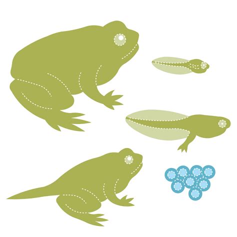 Wood Frog Life Cycle