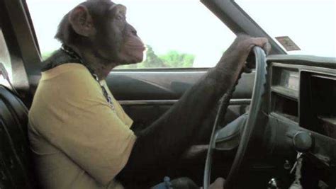 Side view of monkey driving vintage car on country road - Stock Video ...