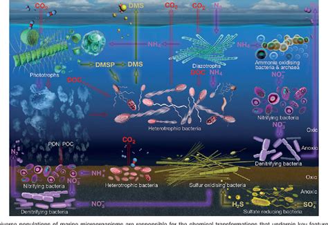 A sea of microbes: the diversity and activity of marine microorganisms | Semantic Scholar