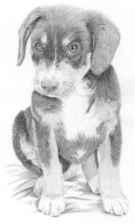 puppy drawing by littlefantasydragon on DeviantArt