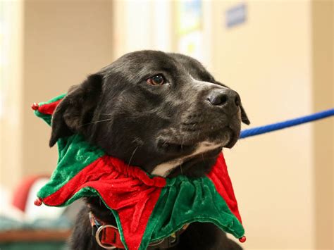 Forsyth County Animal Shelter : Guilford County Animal Shelter Adopt-a ...