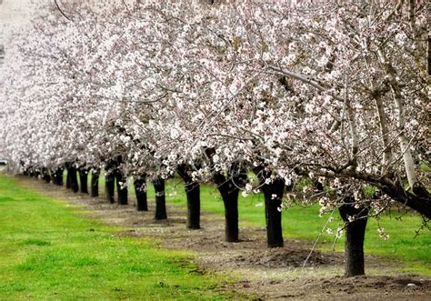 The first of the California almond trees in blooom | Flickr - Photo Sharing!