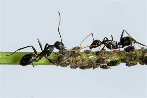 Ants protecting Aphids stock image. Image of green, black - 196434587