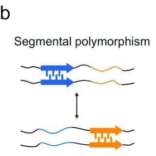 Three proposed models explaining the formation mechanism of polymorphs ...