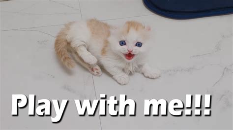 a Little Kitten Very Angry about Not Playing With Him - YouTube