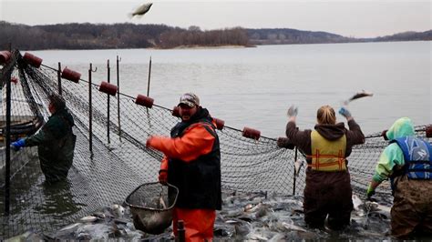 Photos: Capturing the Invasive Asian Carp in the Illinois River | Chicago News | WTTW