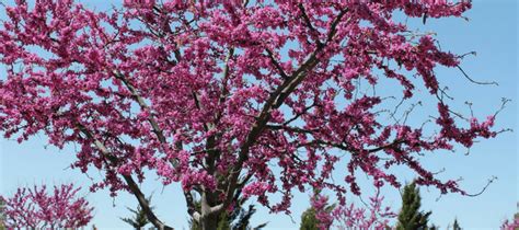 Texas Native Trees: Species That Thrive In Our Climate | ABC Blog