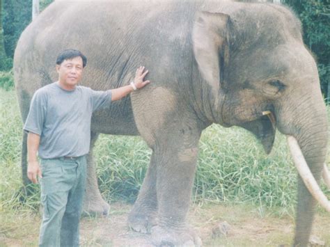 Pygmy elephant as the umbrella species