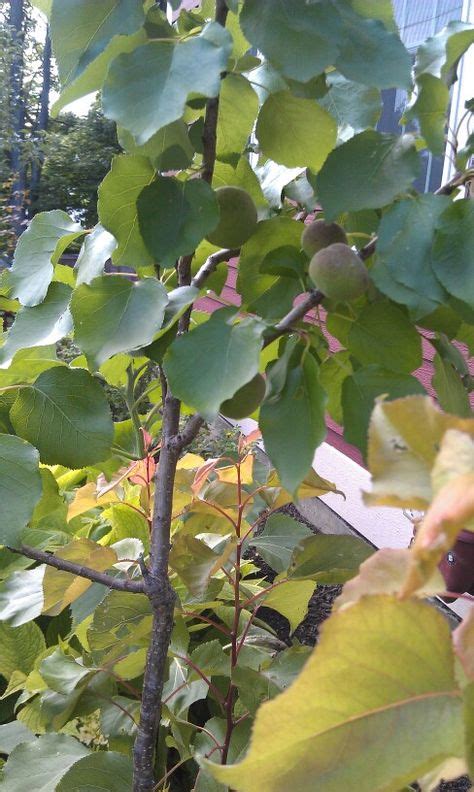 Chinese apricot tree