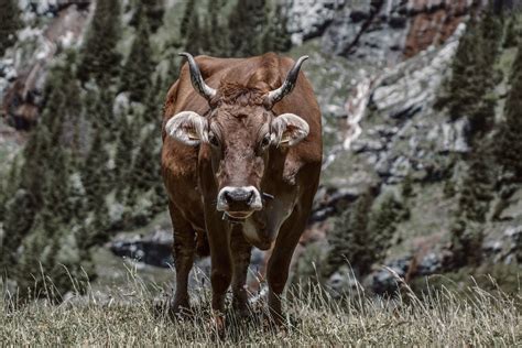 Brown Bison on Grass · Free Stock Photo