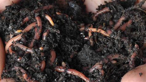 Earthworm Castings And Growing Marijuana: The Ultimate Guide - ILGM