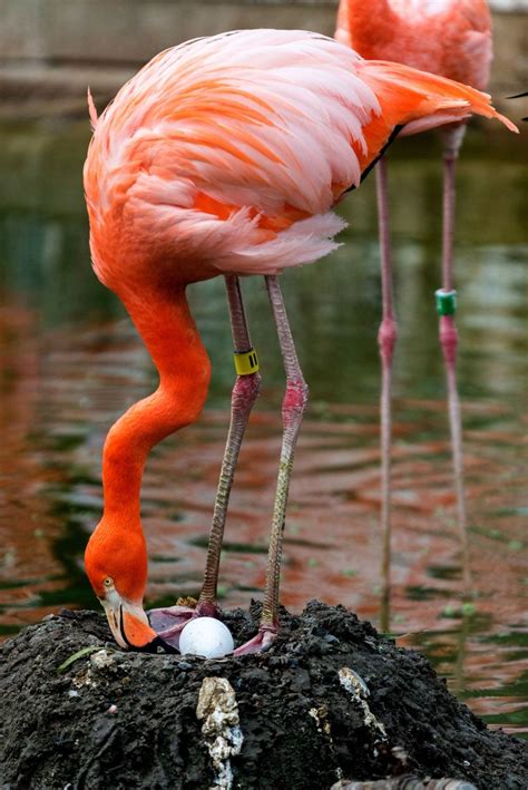 Flamingo and Nest | Animal lessons, Zoo animals, Beautiful birds