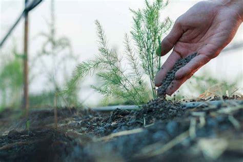 How to Plant Asparagus? (Complete Growing Guides)