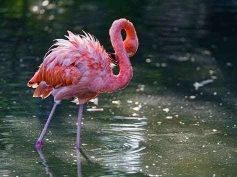 40 Beautiful Pictures of Pink Flamingo Birds - Tail and Fur