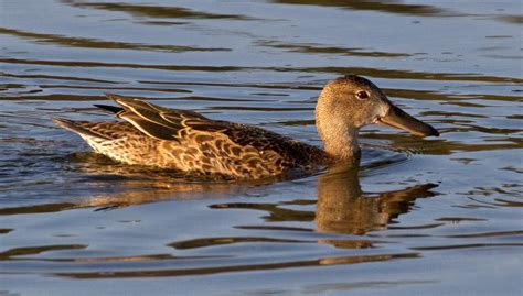 Female Cinnamon Teal | Duck on the Yellowstone River | Tony Hisgett | Flickr