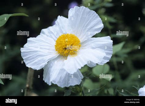 Hidcote Manor Garden Stock Photo - Alamy