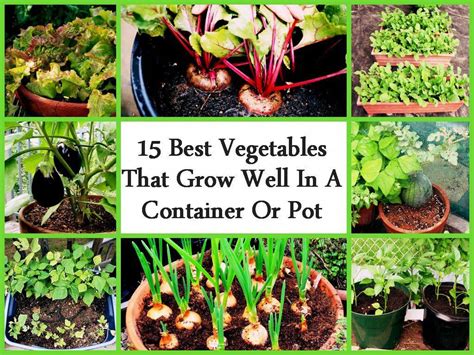 15 Best Vegetables That Grow Well In A Container Or Pot | Indoor vegetable gardening, Growing ...