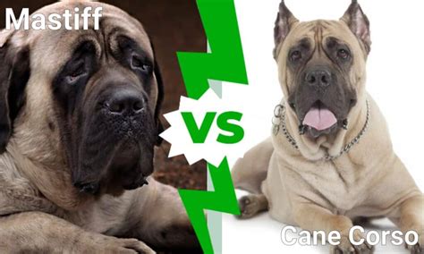 What Were Cane Corsos Bred For? Original Role, Jobs, History, and More ...