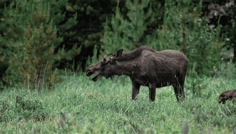 Moose Hunting Safety: A Comprehensive Guide - Hunting heart