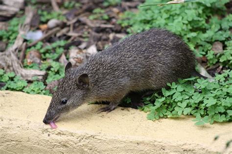 30 Bandicoot Facts About These Solitary Marsupials - Facts.net