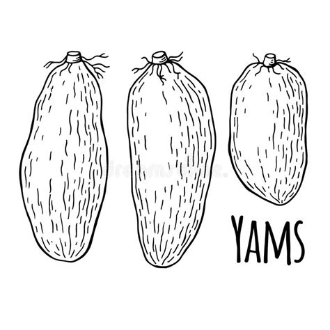 Cooked Yams Stock Illustrations – 5 Cooked Yams Stock Illustrations, Vectors & Clipart - Dreamstime