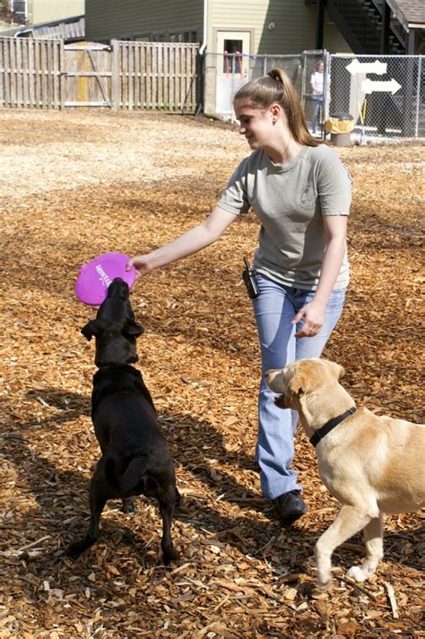 Premier Dog Boarding Near Annapolis, MD | Dogwood Acres