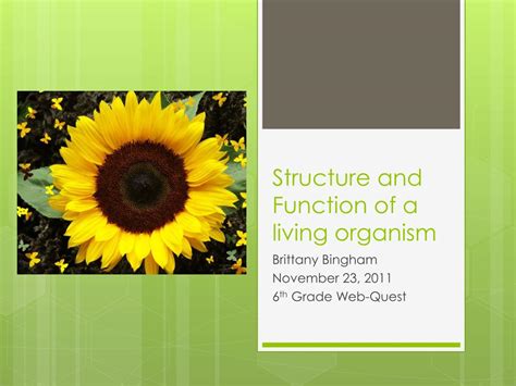 PPT - Structure and Function of a living organism PowerPoint Presentation - ID:2662274