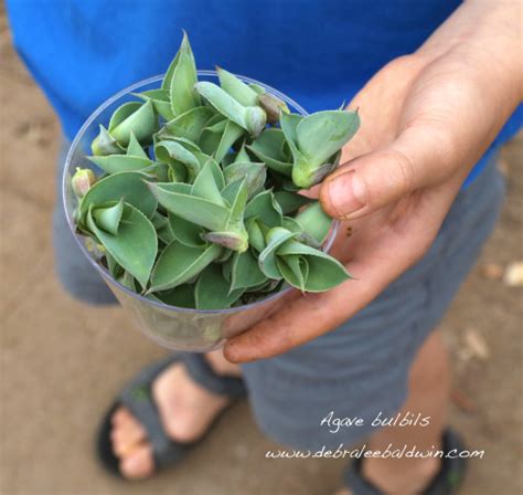 Bulbils from a Bloomed-Out Agave