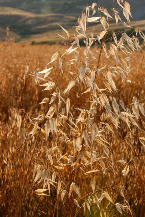 Oat fields at sunset stock image. Image of golden, land - 2742627