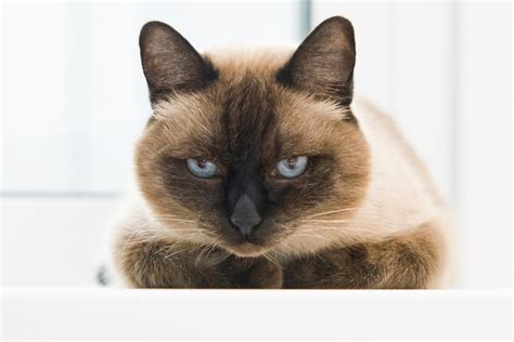 Ultimate Siamese Cat Personality Profile - What You need to Know I ...