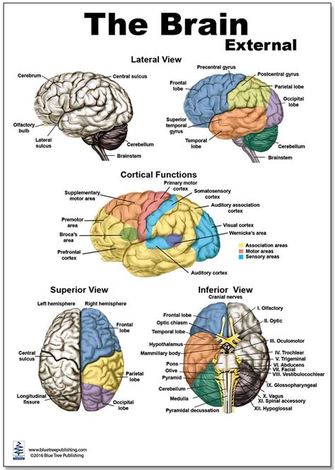 Brain External Regular Poster | Brain anatomy and function, Human brain ...