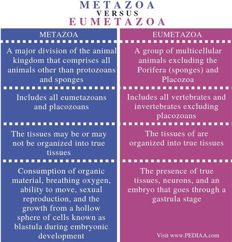 What is the Difference Between Metazoa and Eumetazoa - Pediaa.Com