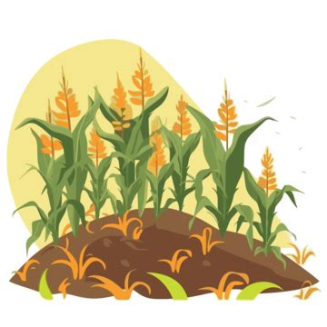 Cornfield Clipart Corn Field In The Summer Cartoon Vector, Cornfield ...