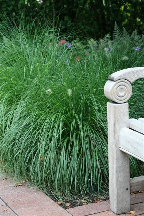 Dwarf Fountain Grass | PlantAddicts.com