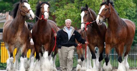 12 Majestic Clydesdales Who Wish To Set The Record Straight ...