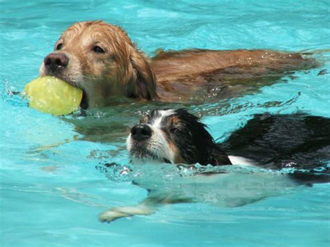 10 Fun Ways To Make Your Dog The Best Workout Buddy - BarkPost