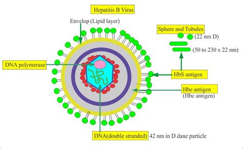 Hepatitis B Virus – Part 1 – Hepatitis B Virus, HBV – Labpedia.net