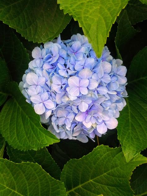 French Hydrangea : r/photographs