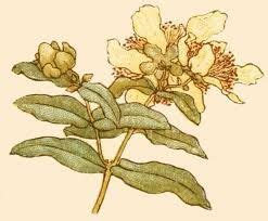 Abatina - Fickleness | Language of flowers, Flower drawing, Myrtle flower