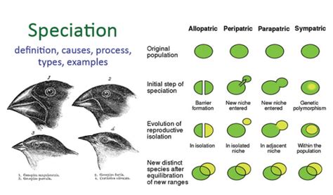 Allopatric Speciation Finches