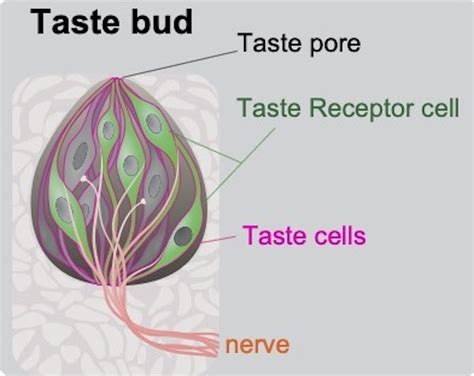 Can we train our taste buds for health? A neuroscientist explains how genes and diet shape taste ...