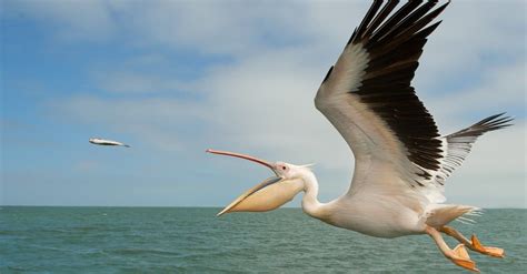 Pelican - A-Z Animals