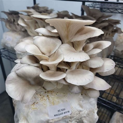 3.5 Lb. Blue Oyster Mushroom Spawn Bag