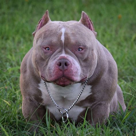 Exotic Bully American Bully Micro Size