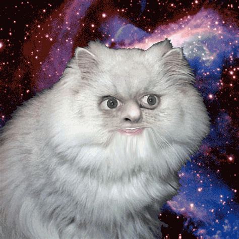 La galería de GIFs de gatos en el espacio más chida del mundo