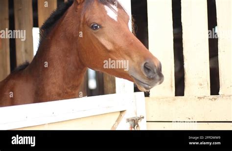 Feeding horse Stock Videos & Footage - HD and 4K Video Clips - Alamy