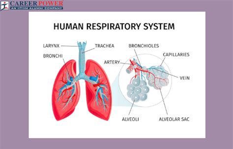 Human Respiratory System: Definition, Diagram, Parts and Function