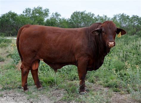 Beefmaster Bulls for sale | Rancho Tres Hijos