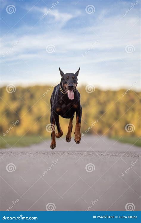 Action shot of a Doberman stock photo. Image of playful - 254973468